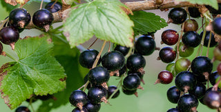 Cassis, le bourgeon des allergies !